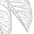 Arbutus andrachne östlicher Erdbeerbaum
